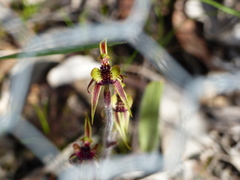 Caladenia actensis
