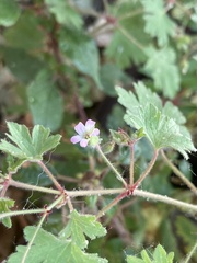 Geranium rotundifolium