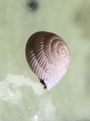 Strobilops