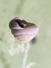 Strobilops