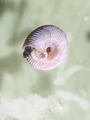 Strobilops