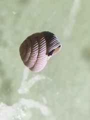 Strobilops