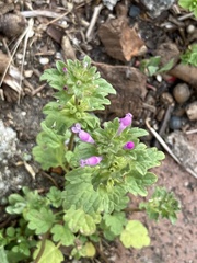 Lamium amplexicaule