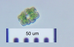 Euastrum denticulatum