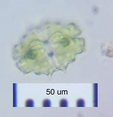 Euastrum divaricatum