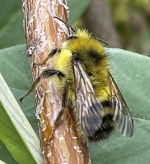 Bombus sitkensis