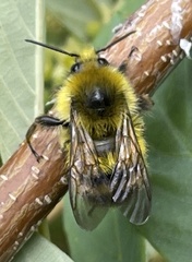 Bombus sitkensis