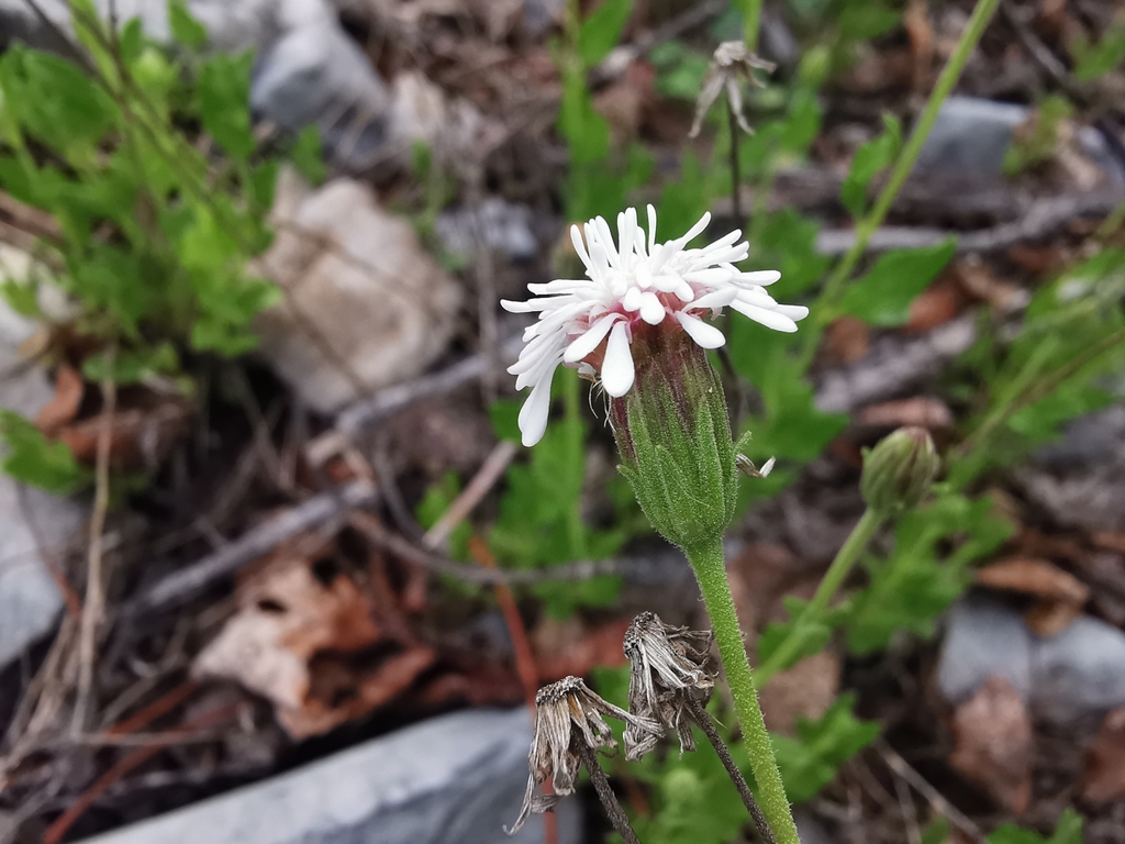 Phanerostylis