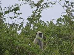 Semnopithecus priam