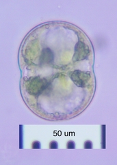 Cosmarium pseudoconnatum