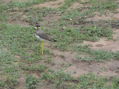 Vanellus malabaricus