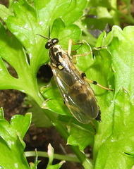 Xylomya terminalis