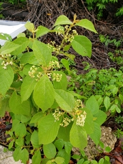 Callicarpa acuminata