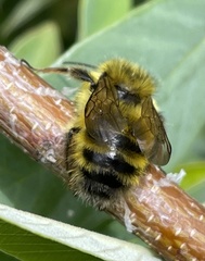 Bombus sitkensis