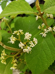 Callicarpa acuminata