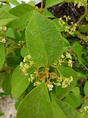 Callicarpa acuminata