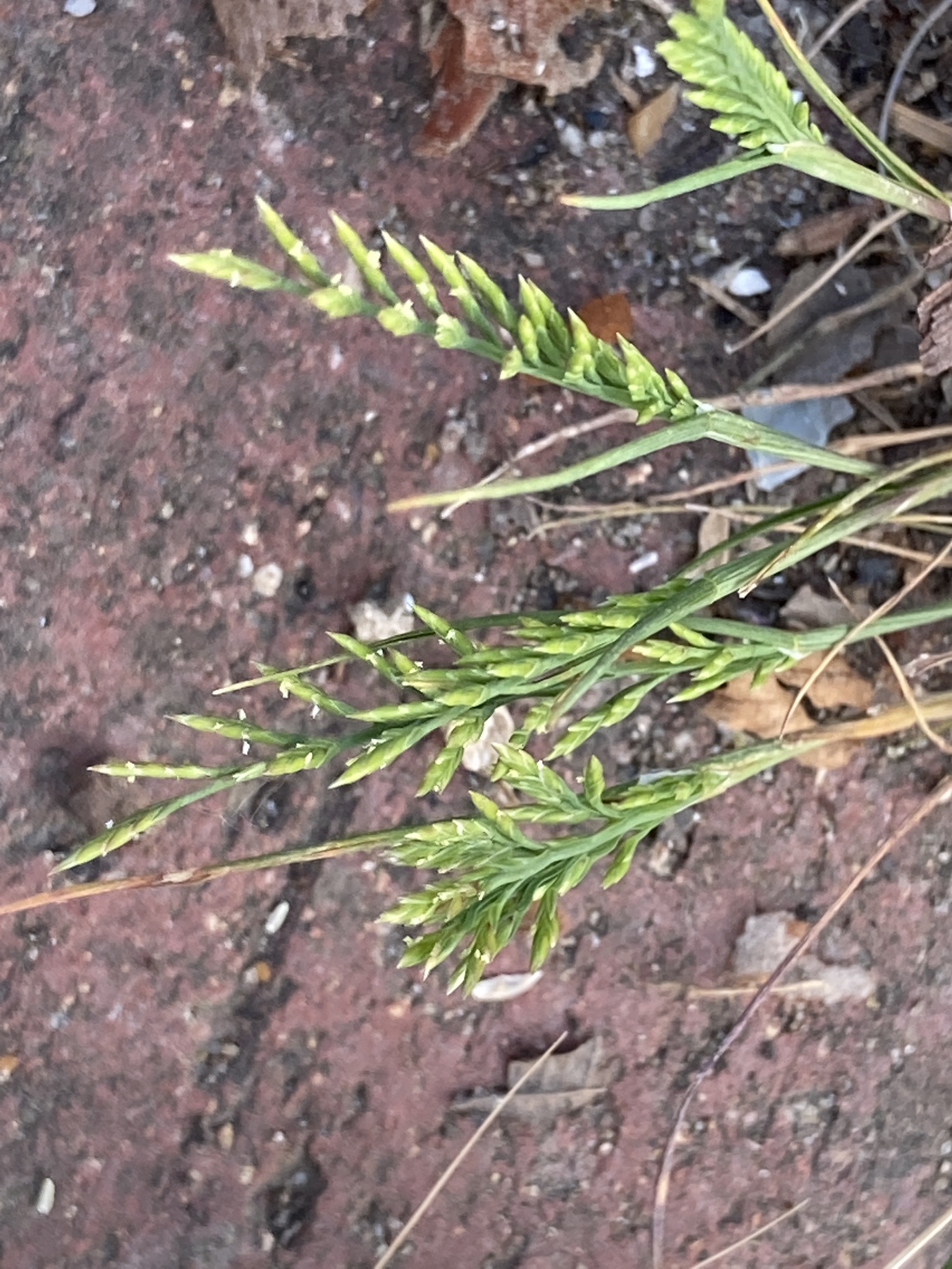 Catapodium
