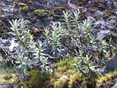 Celmisia angustifolia