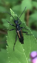 Strangalepta abbreviata