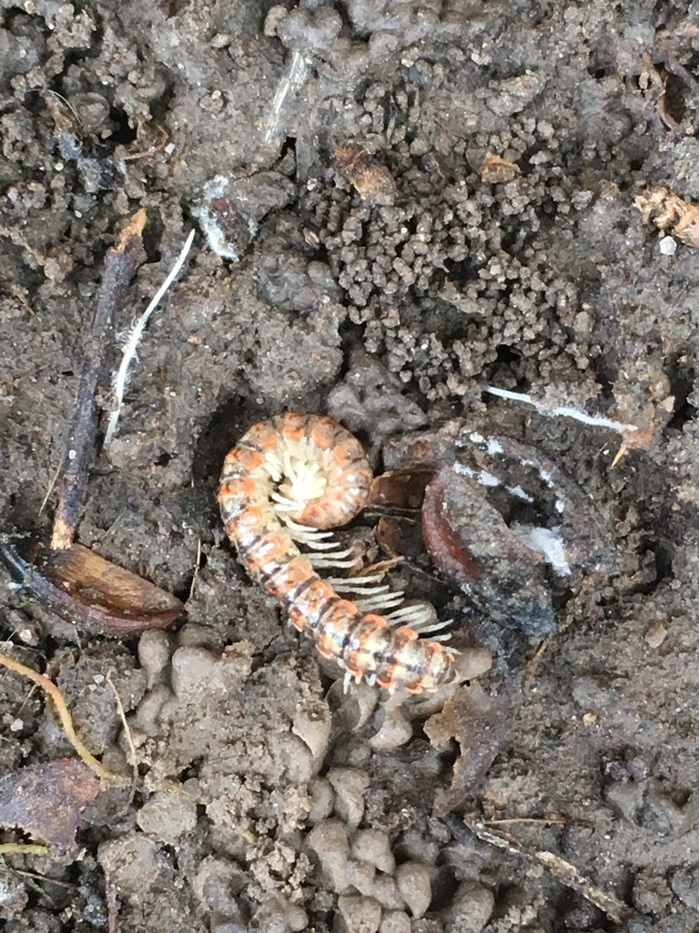 Eurymerodesmus birdi