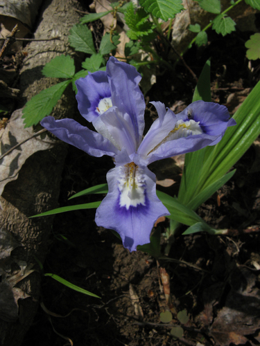 dwarf crested iris