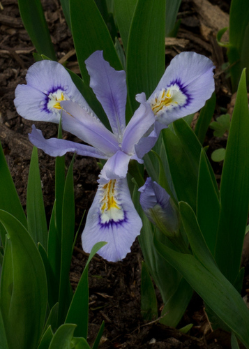 dwarf crested iris