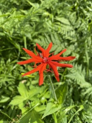 Silene fulgens