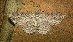 Cleora decisaria