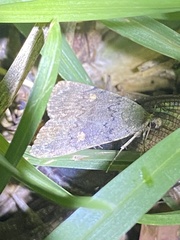 Idia diminuendis
