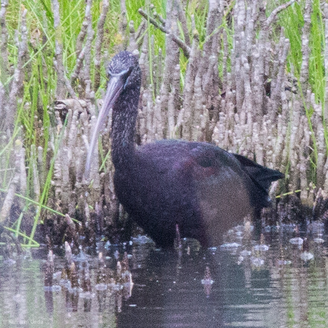 Glossy Ibis