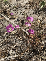 Clarkia speciosa immaculata