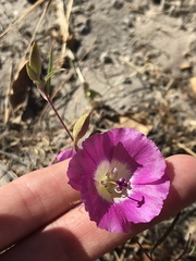 Clarkia speciosa immaculata