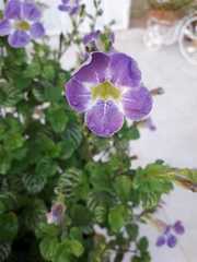 Asystasia gangetica gangetica