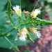 Collinsonia canadensis - Photo (c) dogtooth77,  זכויות יוצרים חלקיות (CC BY-NC-SA)