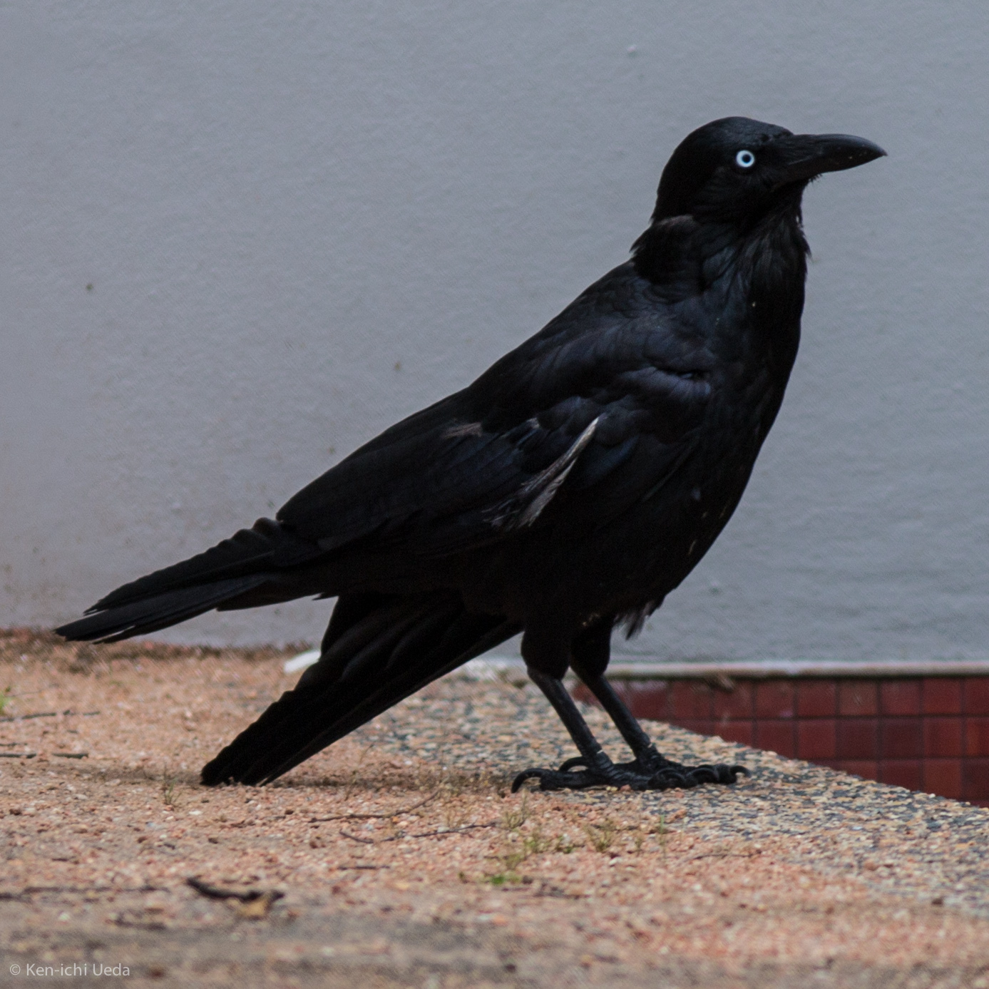 Australian Raven