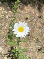 Leucanthemum vulgare