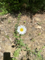 Leucanthemum vulgare