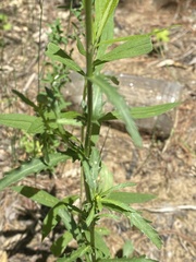 Leucanthemum vulgare