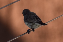 Cinnyris coccinigastrus