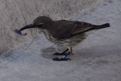 Cinnyris coccinigastrus