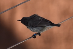 Cinnyris coccinigastrus
