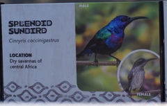 Cinnyris coccinigastrus