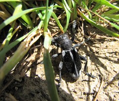 Dorcadion dimidiatum