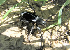 Dorcadion dimidiatum