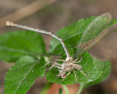 Argia sedula