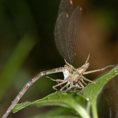 Argia sedula
