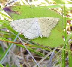 Scopula ancellata