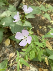Clarkia bottae