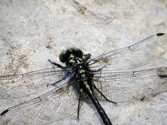 Hylogomphus adelphus