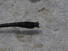 Hylogomphus adelphus